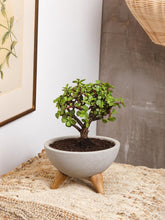 bonsai-de-jade-planta-de-la-suerte-maceta-concreto-suculentas-cuidados-regalos-con-suculentas-regalos-para-hombres-regalo-de-condolencias-habibi-plantitas.jpg